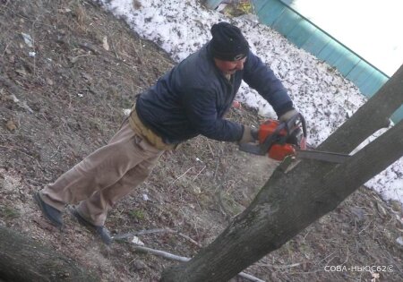 На снос аварийных деревьев в Рязани потратят 2 миллиона рублей