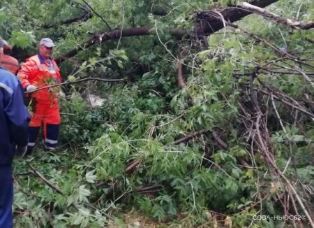 При порывах ветра 14 июля в Рязани снова были опасные падения деревьев