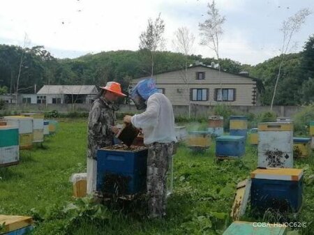 Специалисты Рязанского НЦ пчеловодства тестируют мед в Приморье