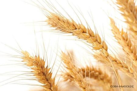 Субсидии дадут только рязанским аграриям, внесшим урожай в ГИС «Зерно»