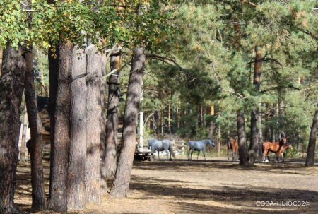 Губернатор обещал увеличить зарплаты в лесной отрасли Рязанской области