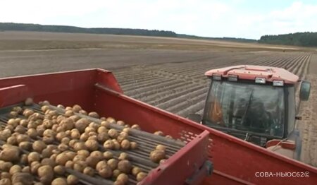 Картофельный союз назвал Рязанскую область проблемной по уборке урожая
