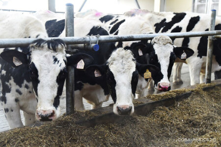 Другие регионы закупили 3 200 коров в Рязанской области