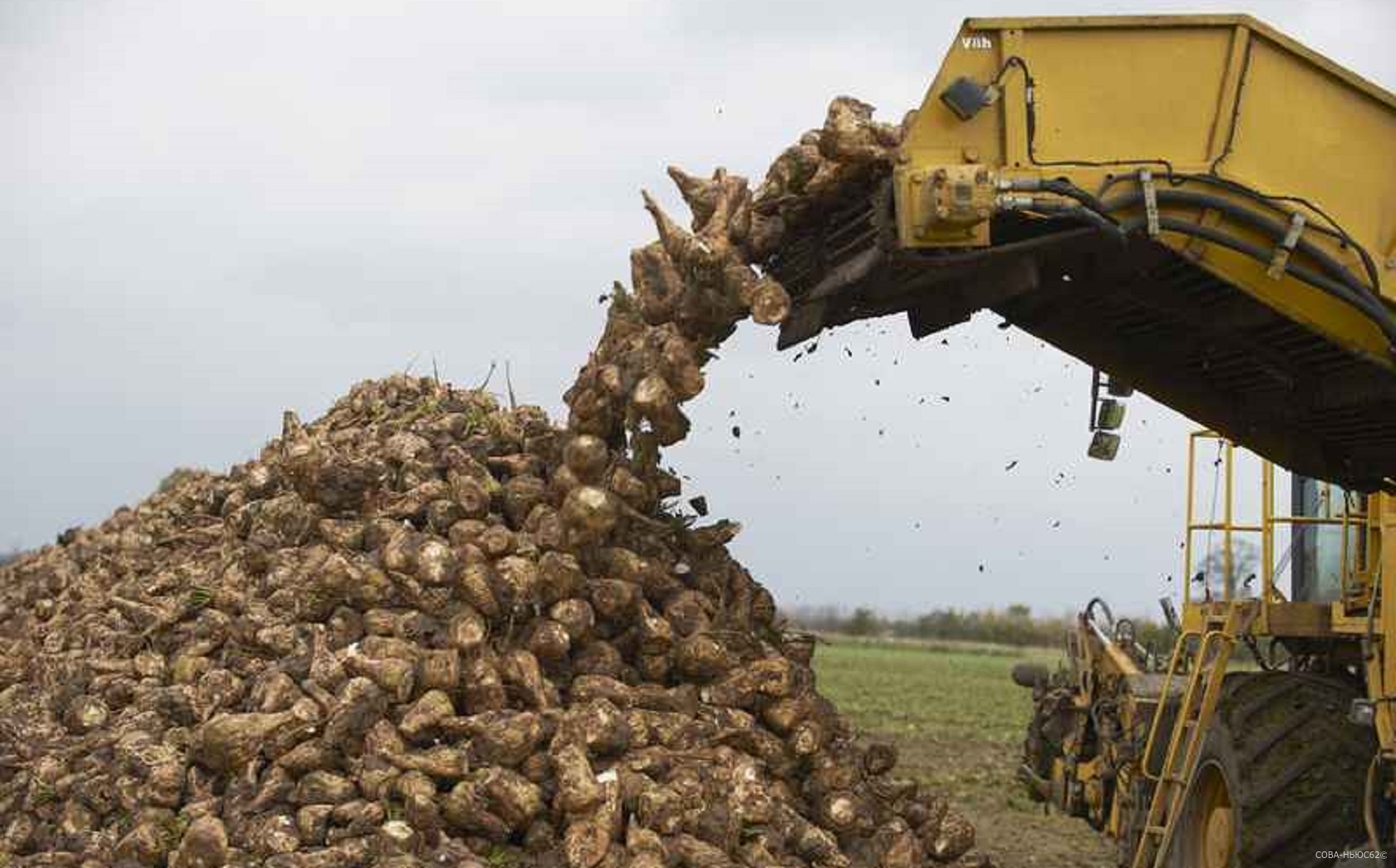 Рязанский минсельхоз: уборка сахарной свеклы завершена