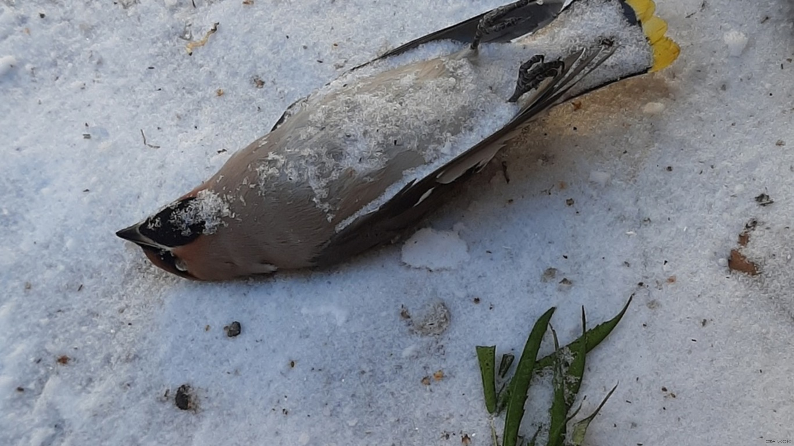 В Рязани снова стали находить мертвых птиц: сотрудники ветстанции отобрали пробы