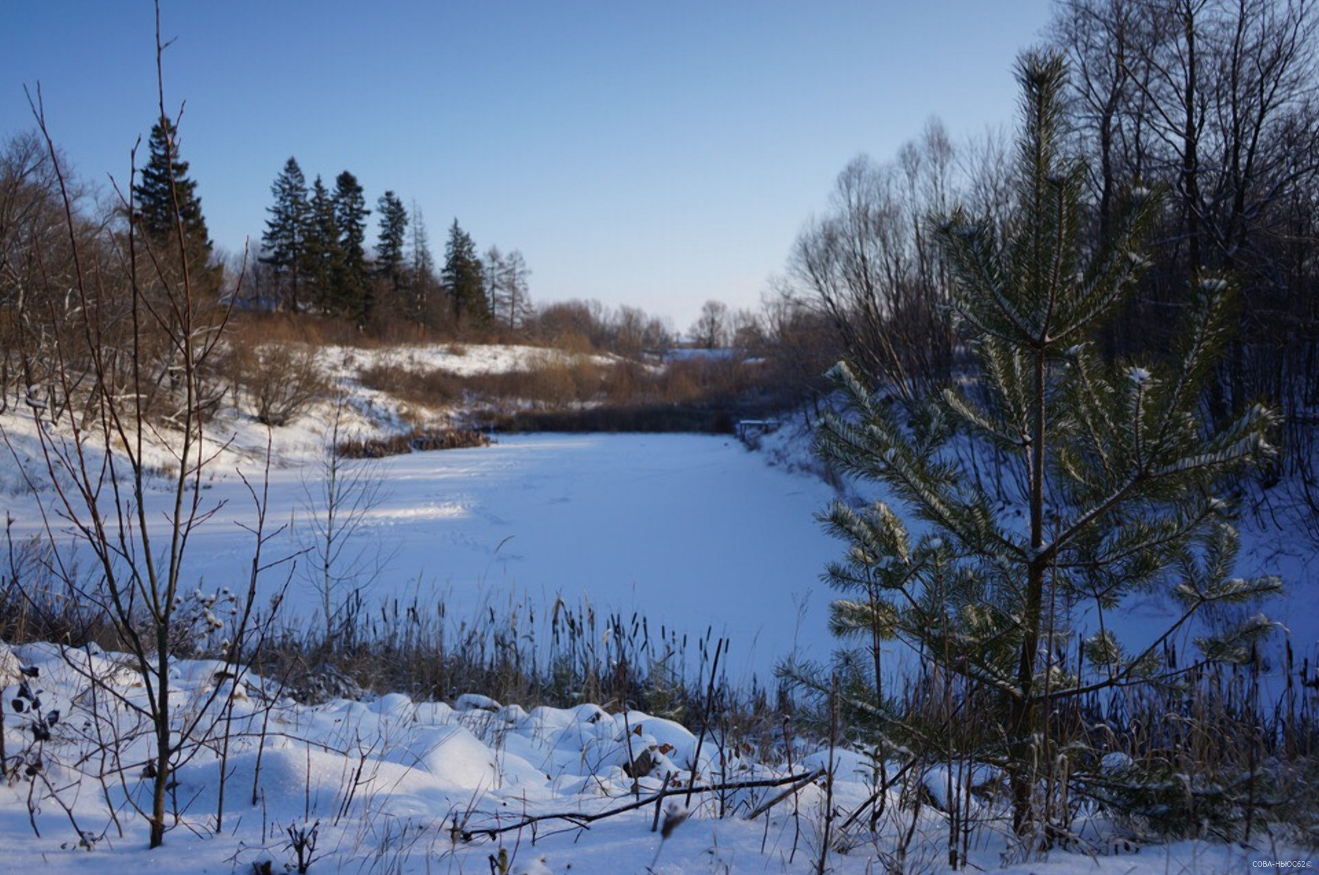 Перед новогодними праздниками в лесах Рязанской области усилили охрану хвои