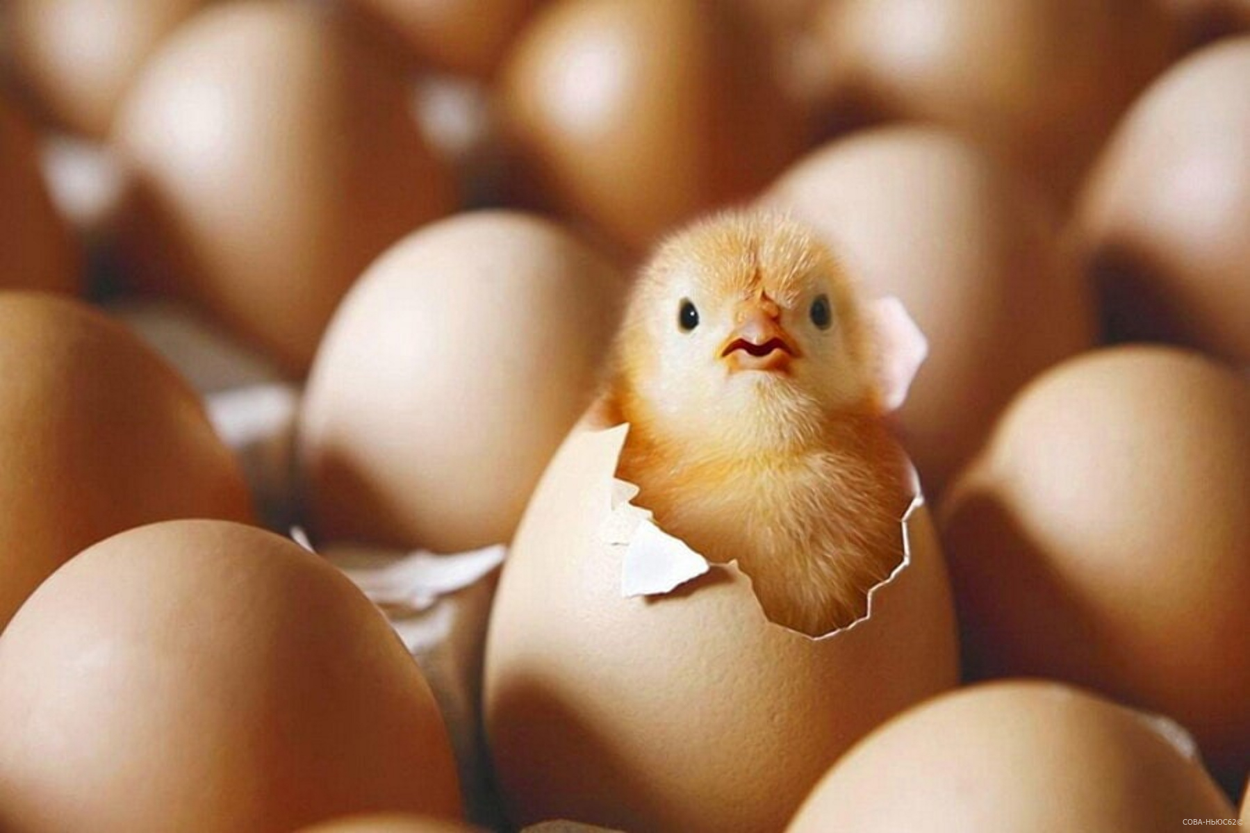 Из Рязанской области экспортировано 784 440 штук инкубационных яиц