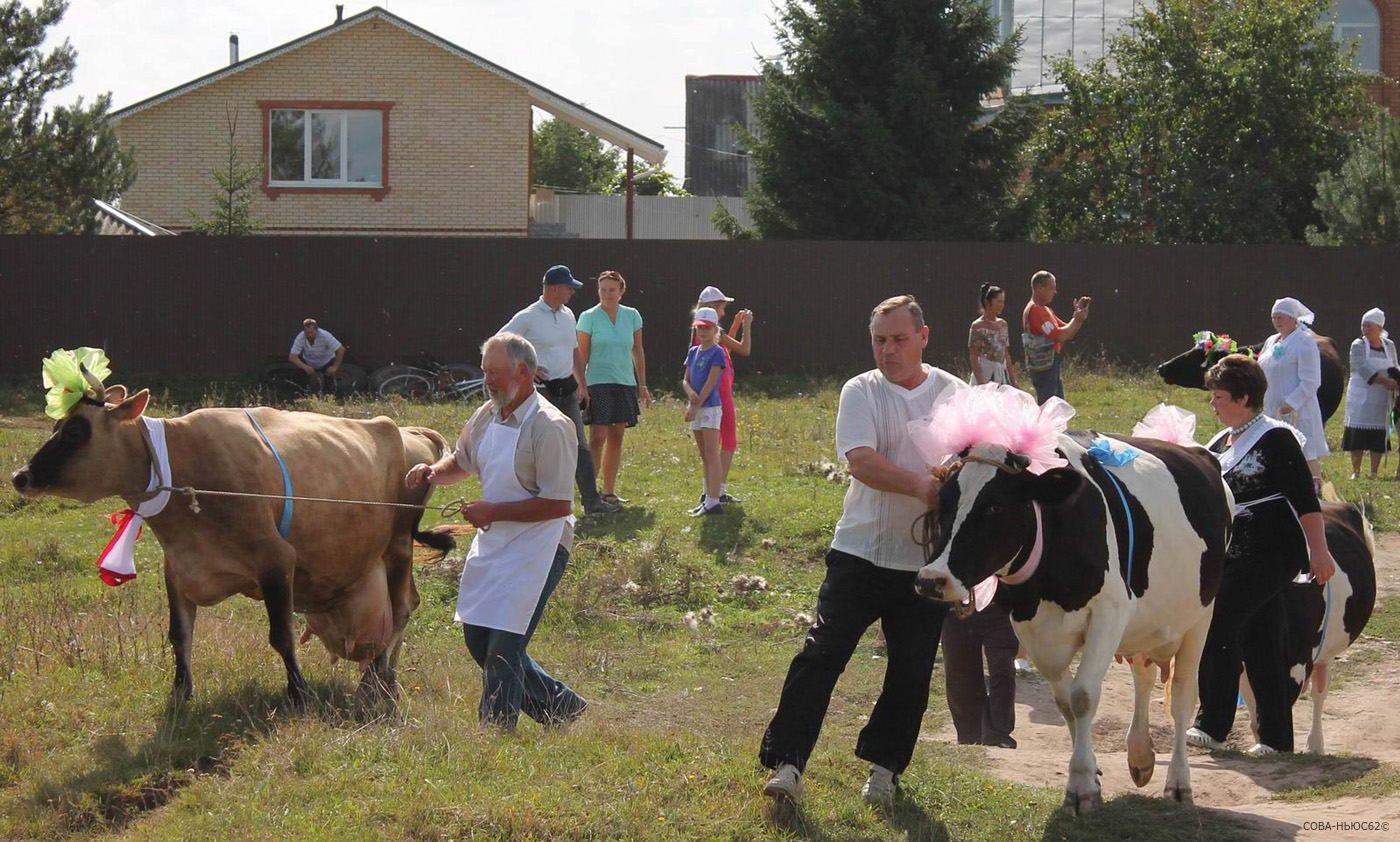 В Рязанской области увидели прорыв в молочном животноводстве