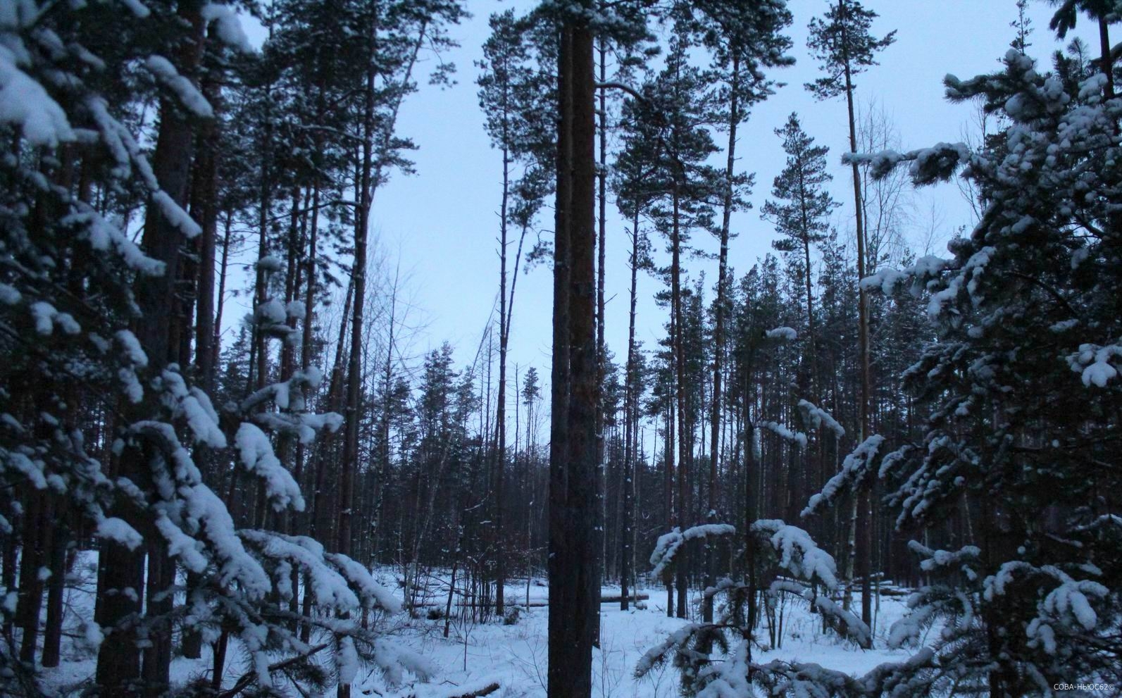 За вырубками лесов в Рязанской области начали следить из космоса
