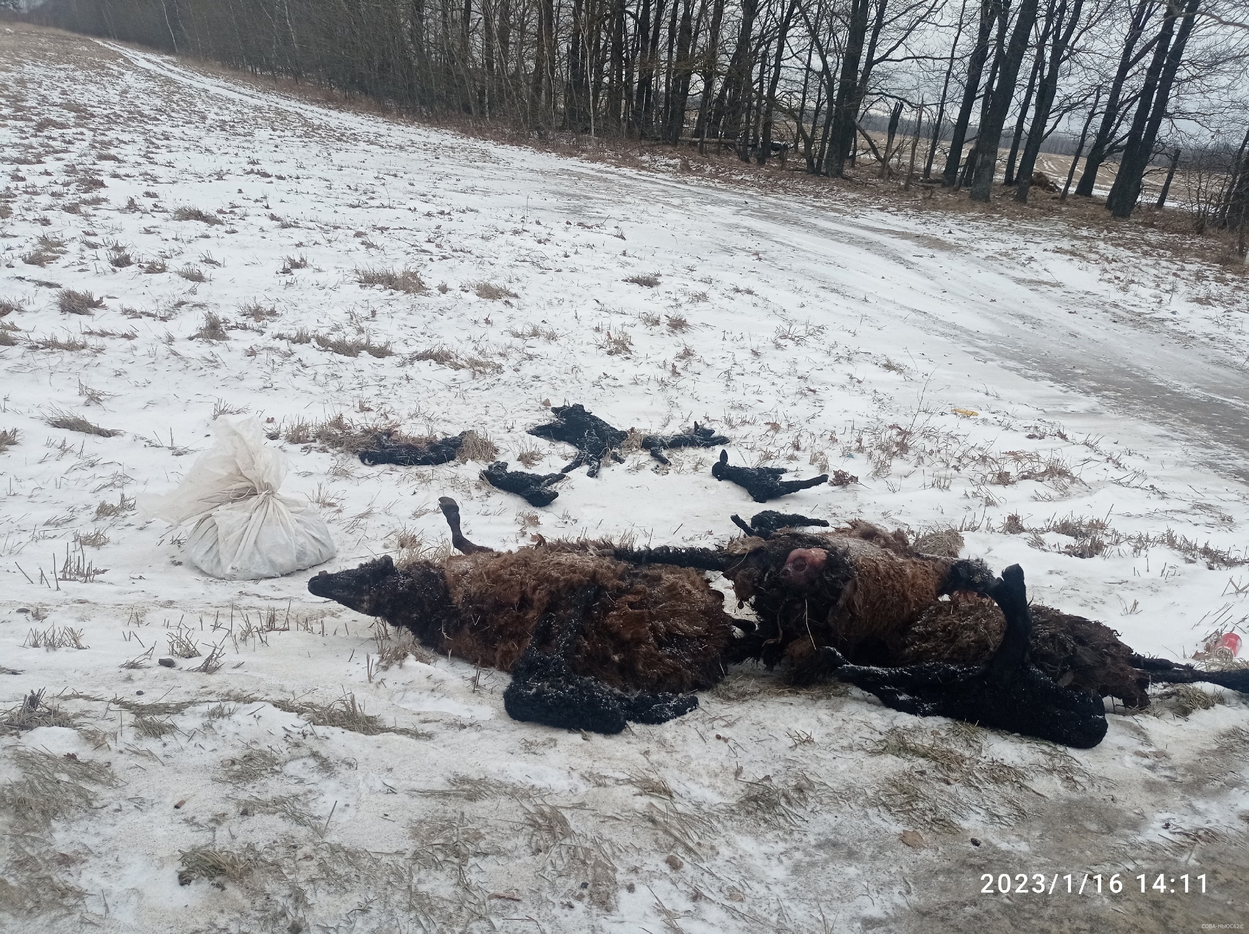 На обочине трассы М5 «Урал» в Шиловском районе обнаружили мертвых овец с ягнятами