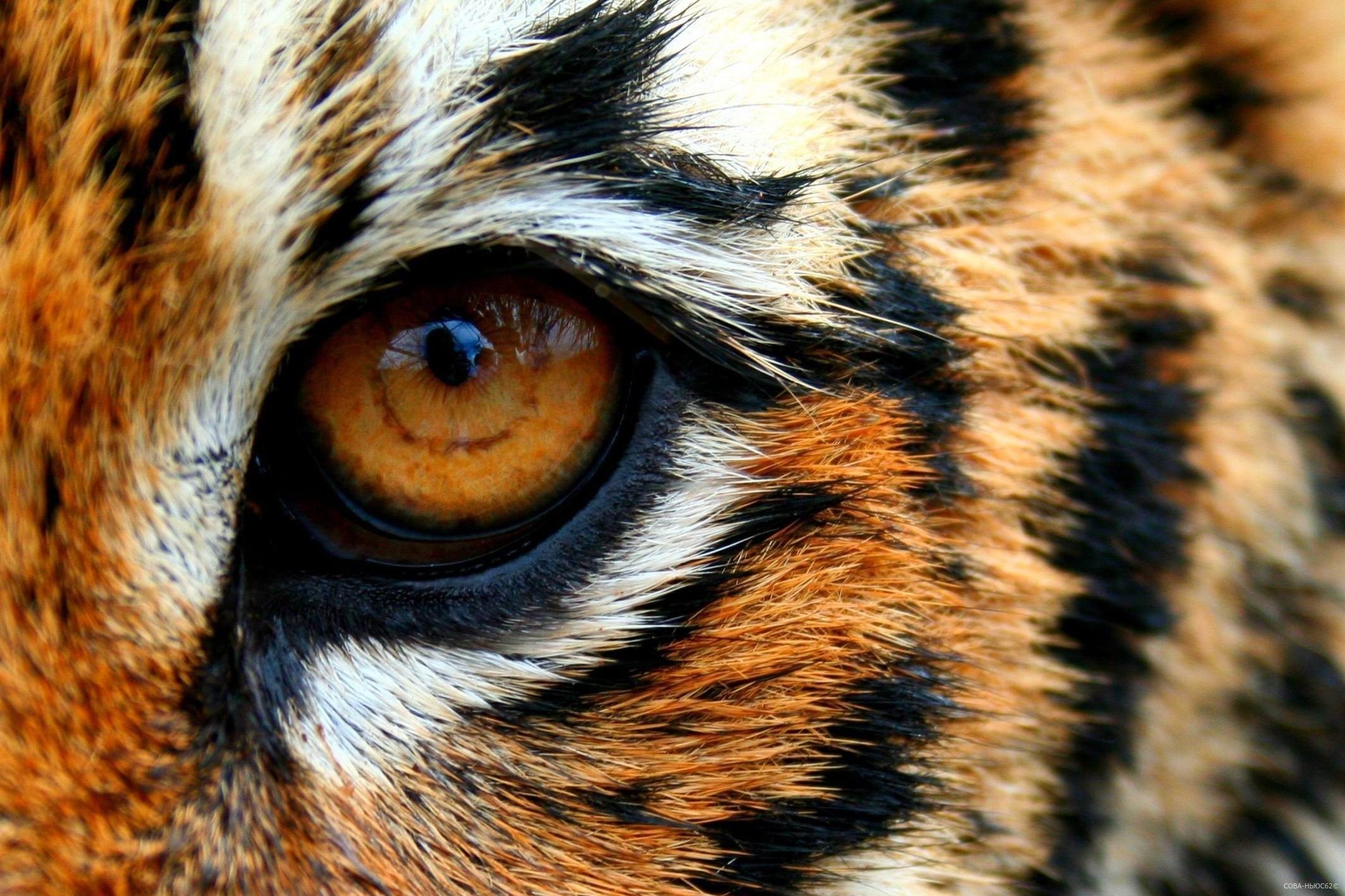 В содержании сбежавшей 25 января из дома рязанской тигрицы не нашли нарушений