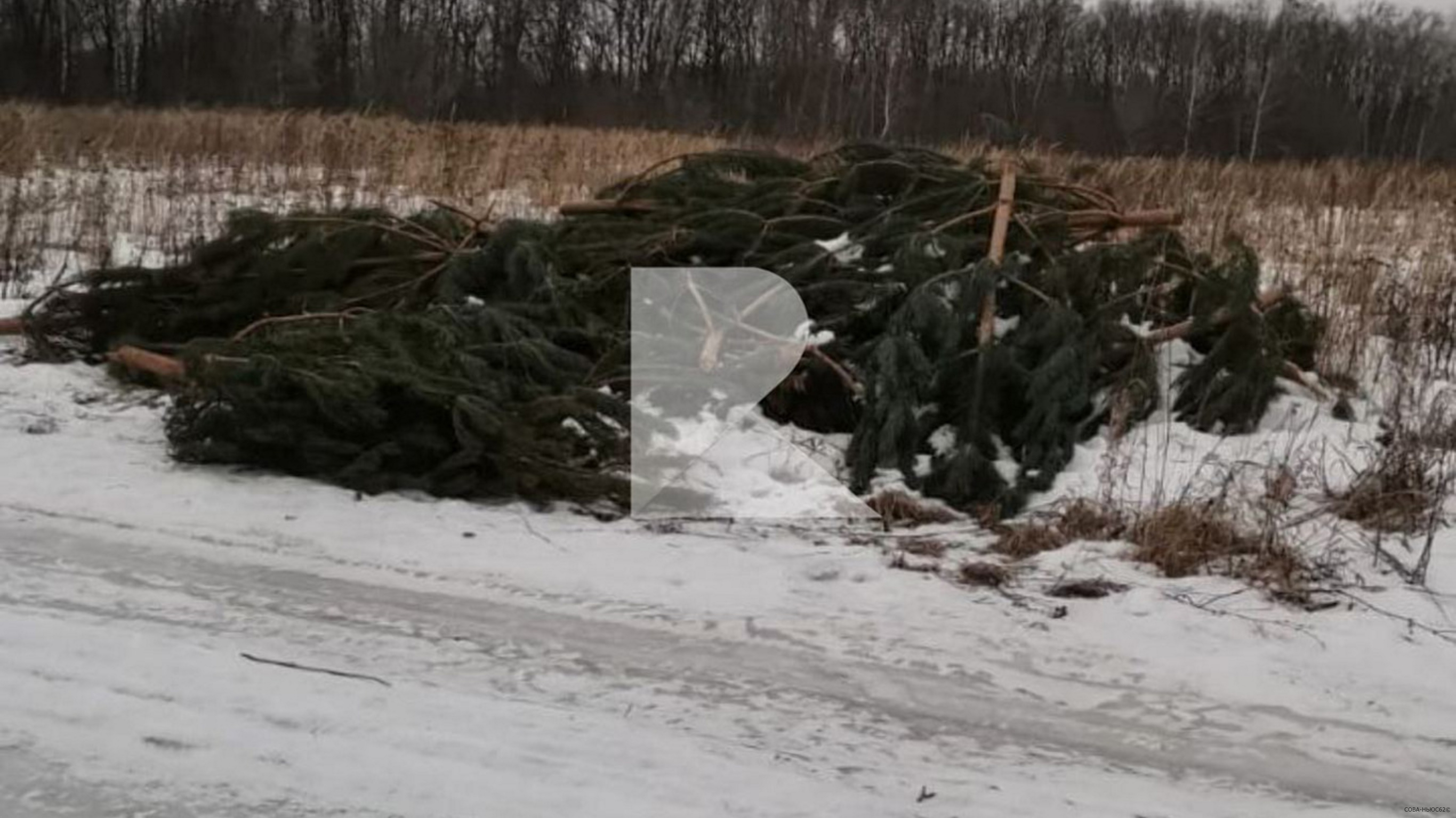 Свалку елок после Нового года устроили в Московском районе в Рязани