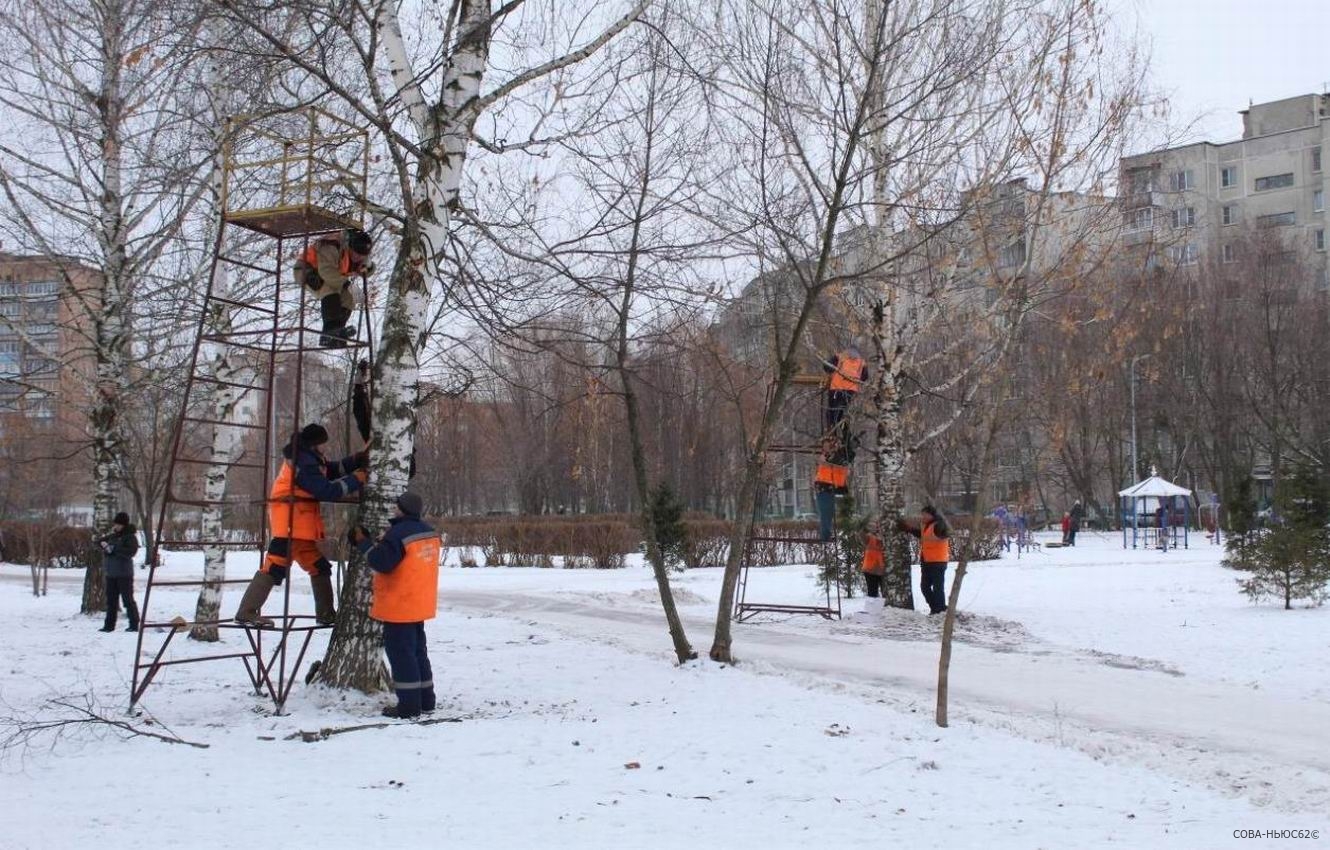 Рязанский застройщик заплатил за спиленные в Комсомольском парке деревья
