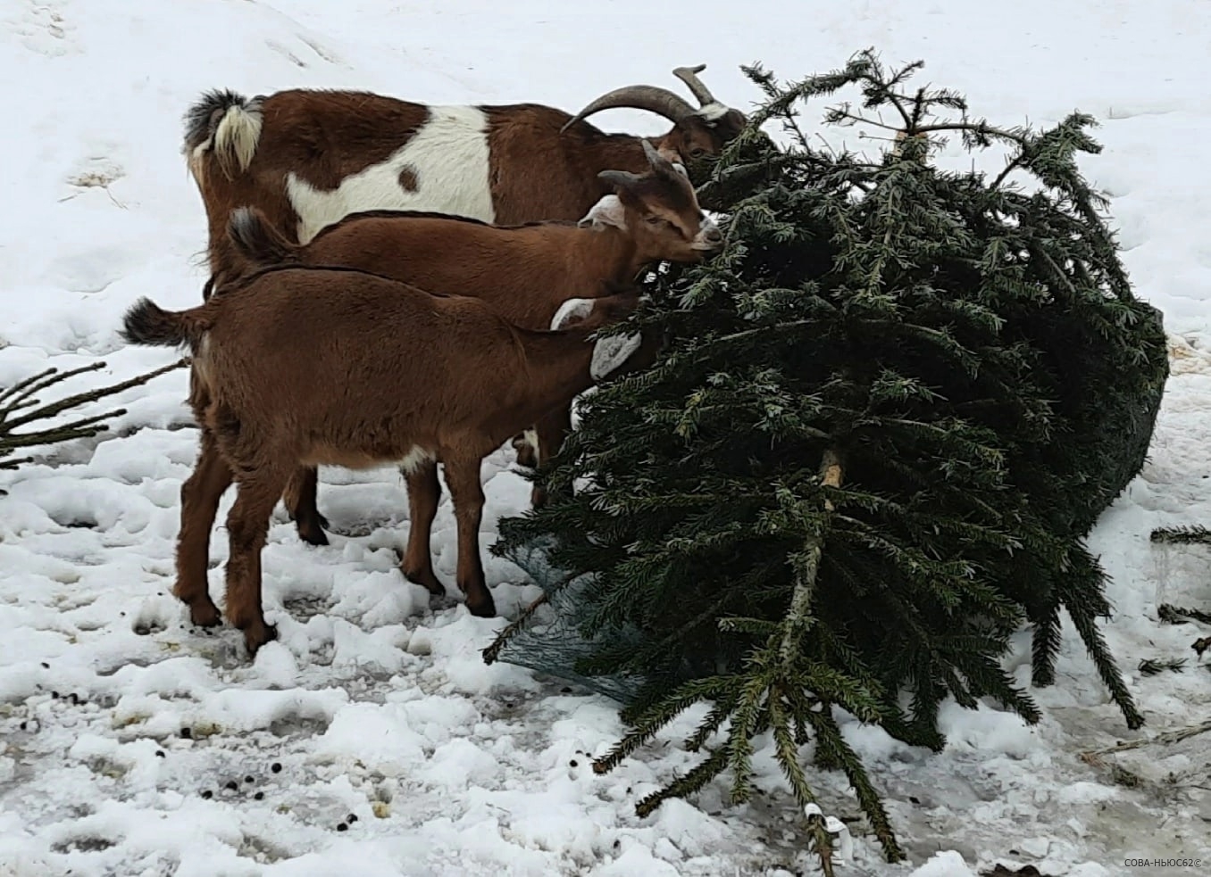 Рязанские экологи предложили утилизировать новогодние елки правильно
