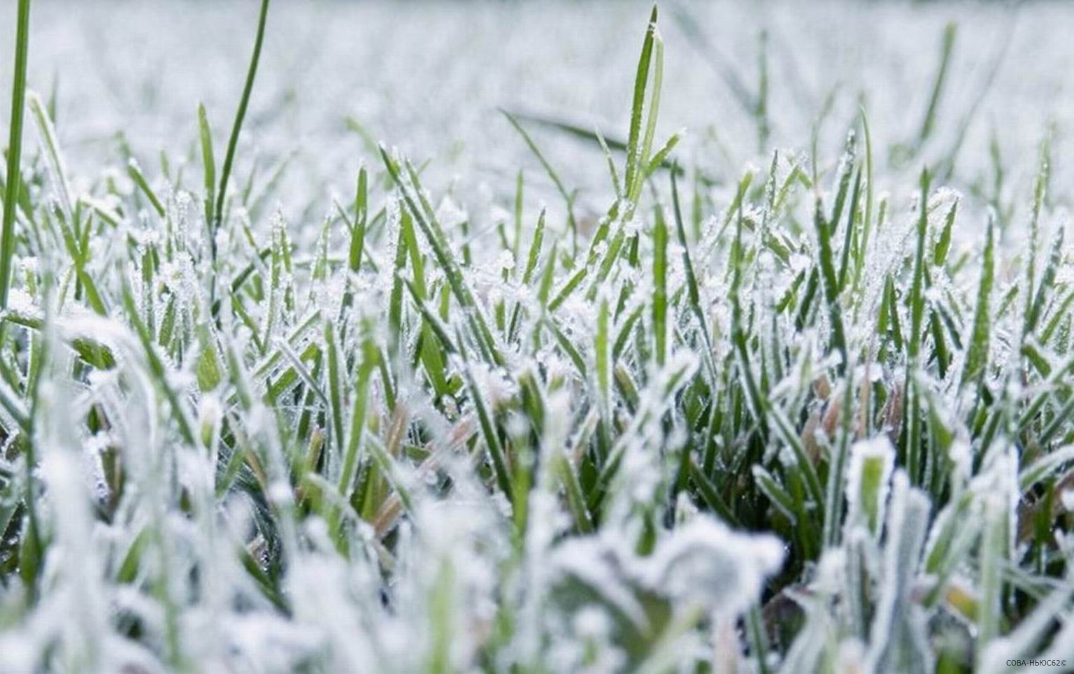 В ночь на понедельник в Рязанской области вероятны заморозки до минус одного градуса