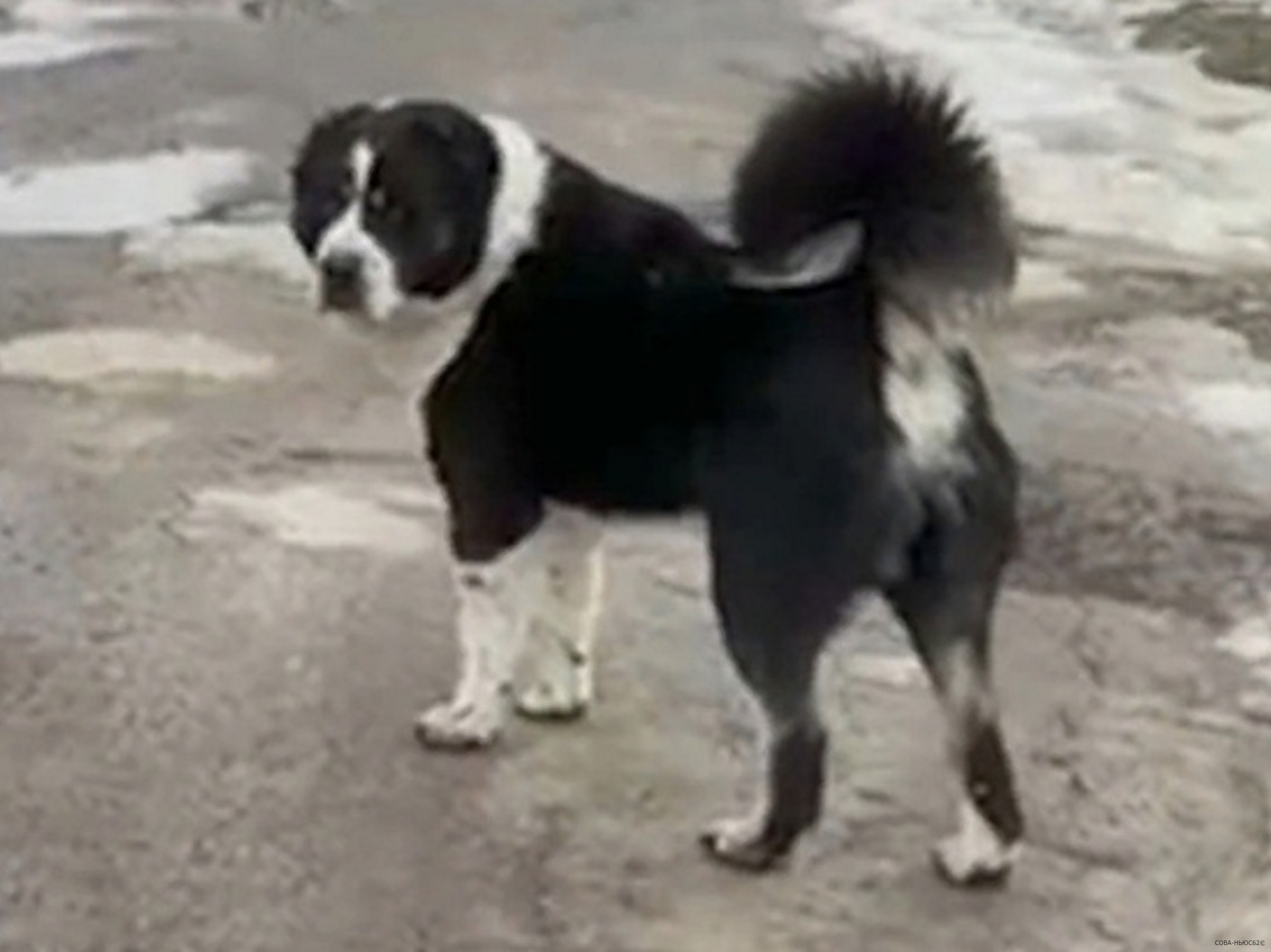 В Рязани алабай загрыз декоративную собаку