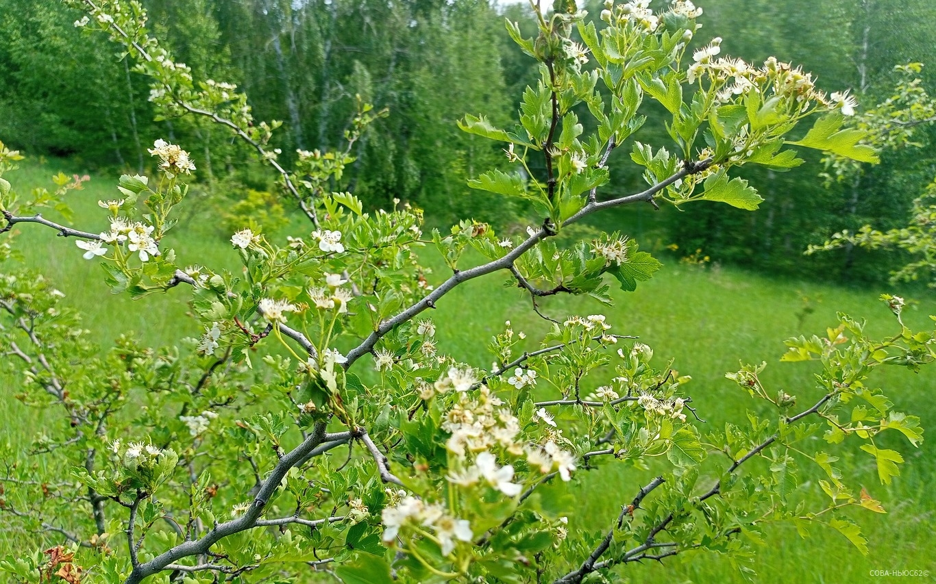 21 мая в Рязанской области потеплеет до плюс 23 градусов