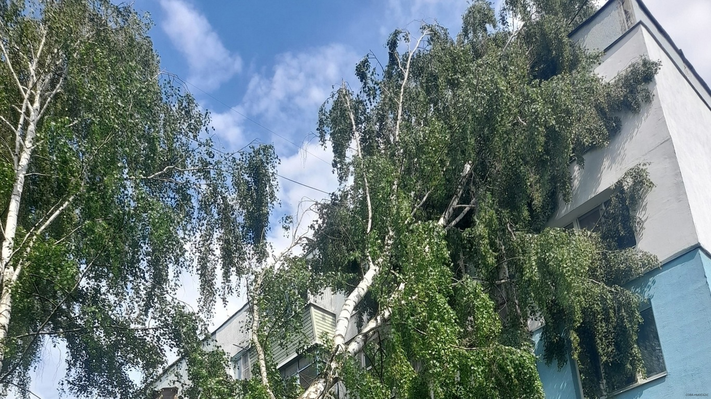 В Дягилеве в Рязани во время урагана береза рухнула на жилой дом