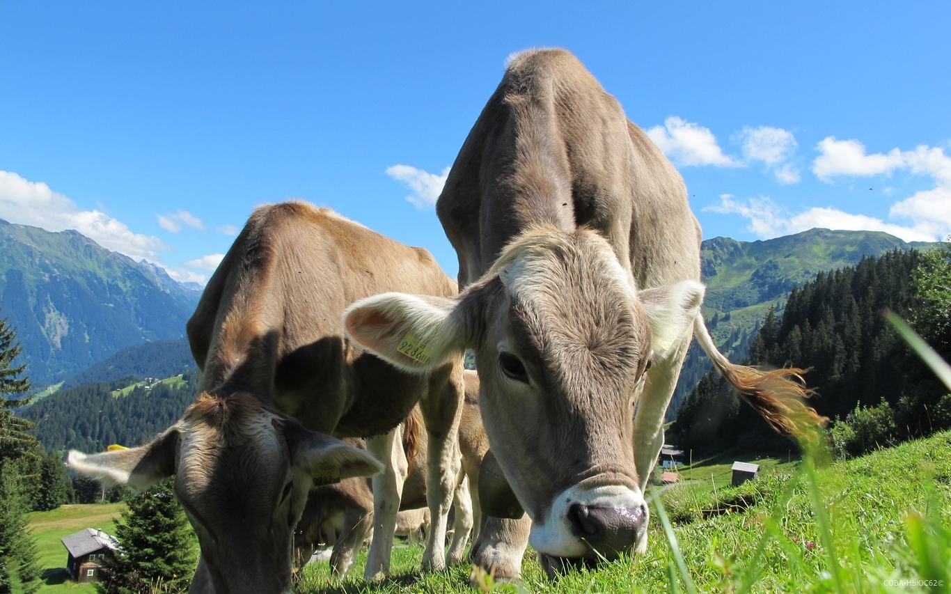 Рязанские животноводы заняли четвёртое место в РФ по удоям молока