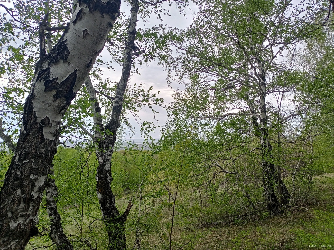 20 апреля в Рязанской области ожидается облачная суббота без дождей